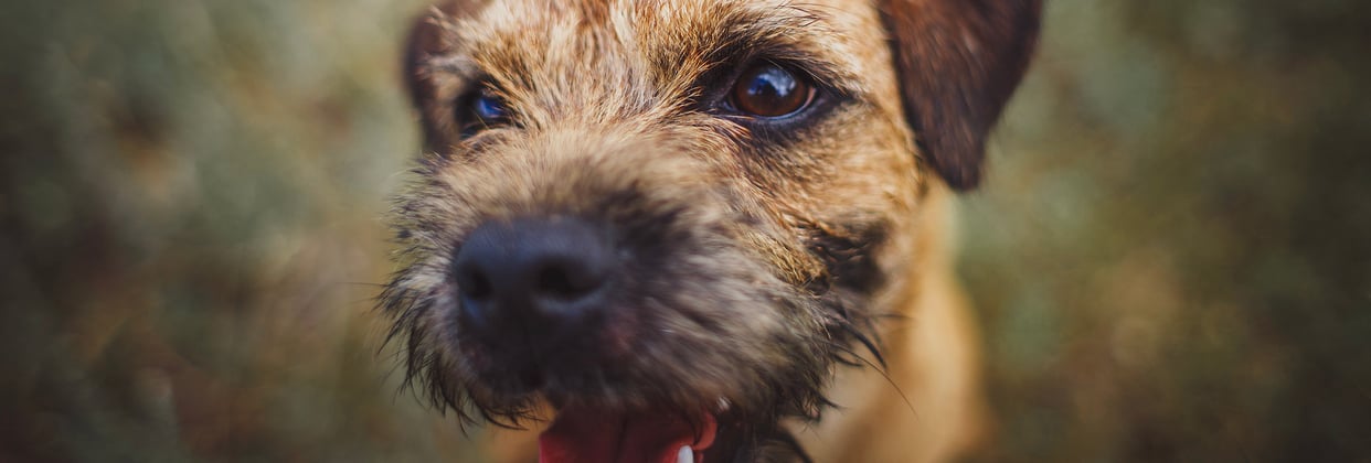 A close up of a border terrier.