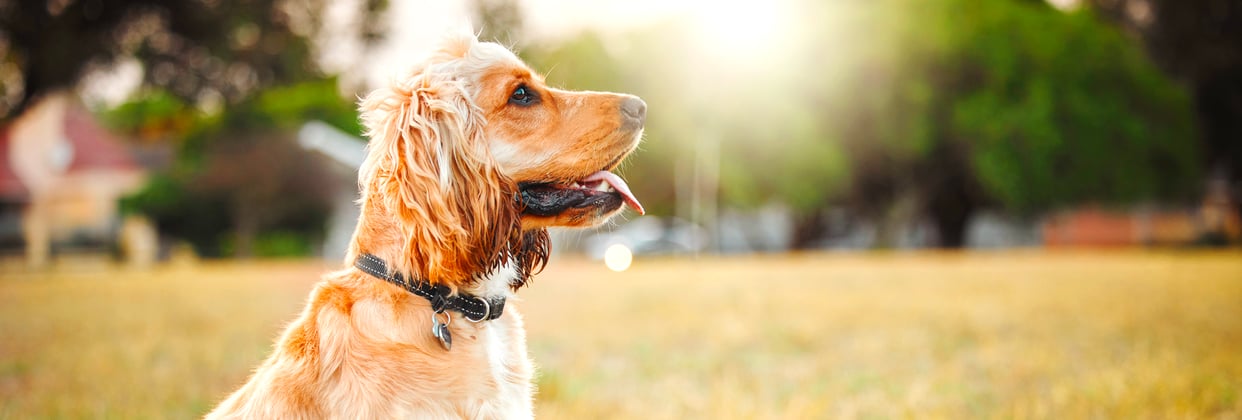 Golden Cocker Spaniel sitting outside with tongue out