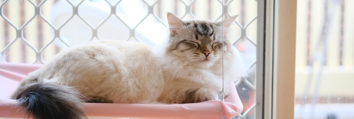 A cat relaxes on its window hammock