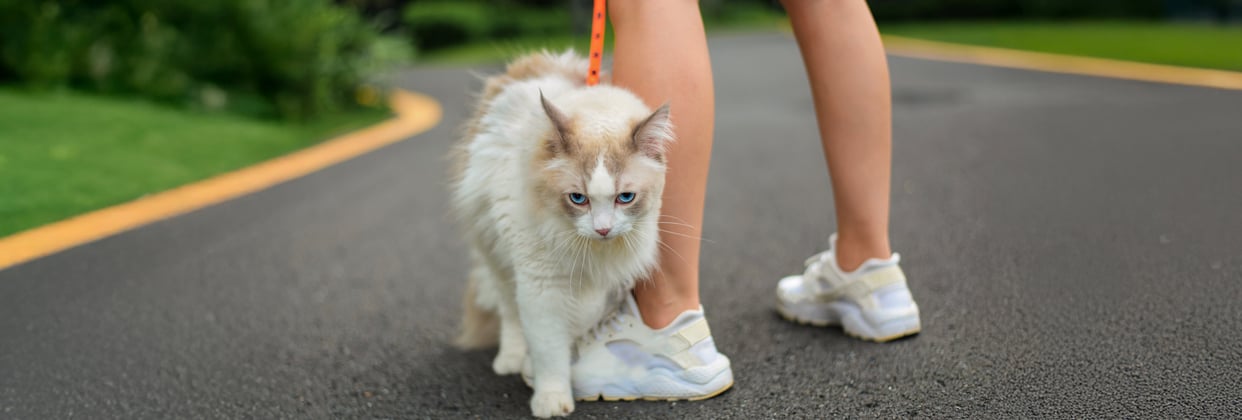 A ragdoll wearing a harness outdoors.