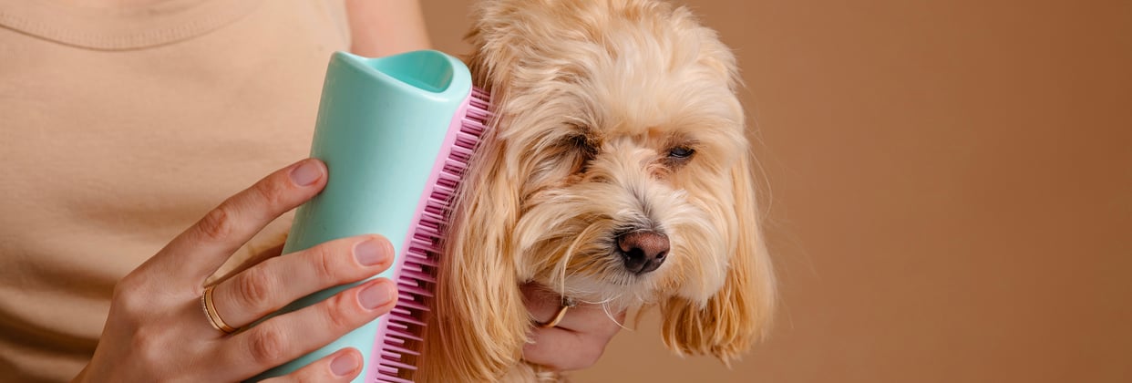 A maltipoo being brushed.