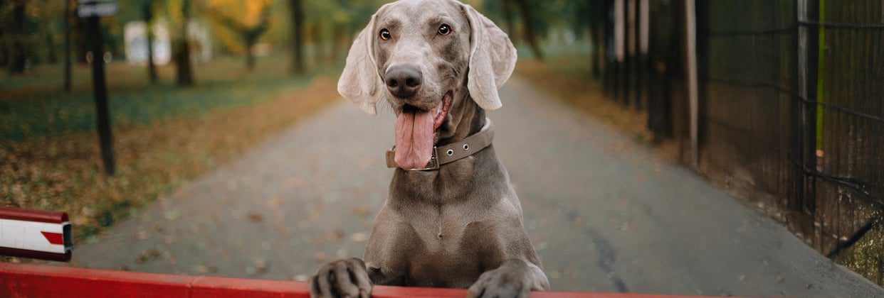 A weimaraner looking over a red fence.