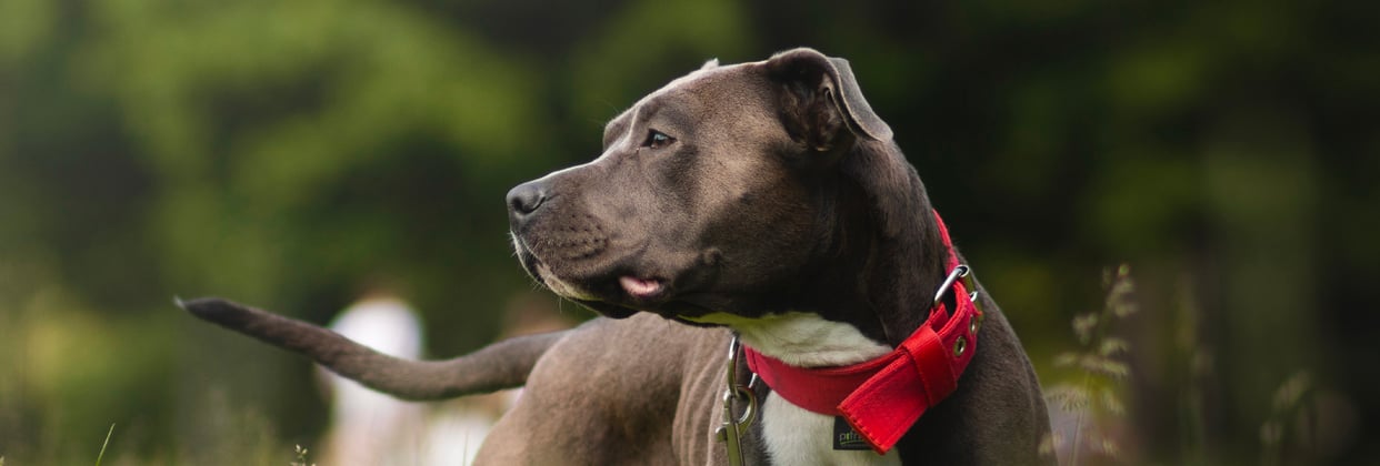 A staffordshire bull terrier with a red collar looking into the distance.