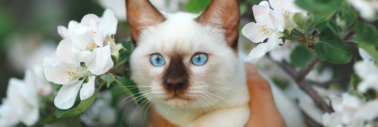 A white Siamese cat poking out of white flowers.