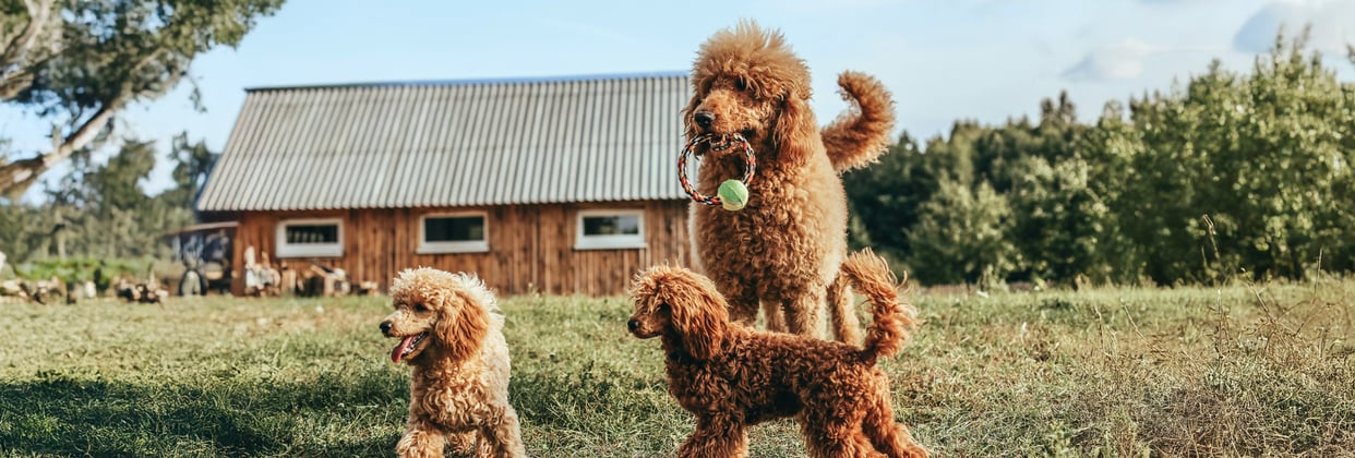 A mother Poodle playing outdoors with her two puppies.