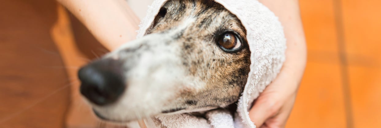 A greyhound getting wrapped up in a towel.