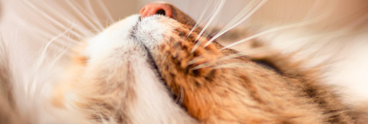 A close up of the nose of a siberian cat.