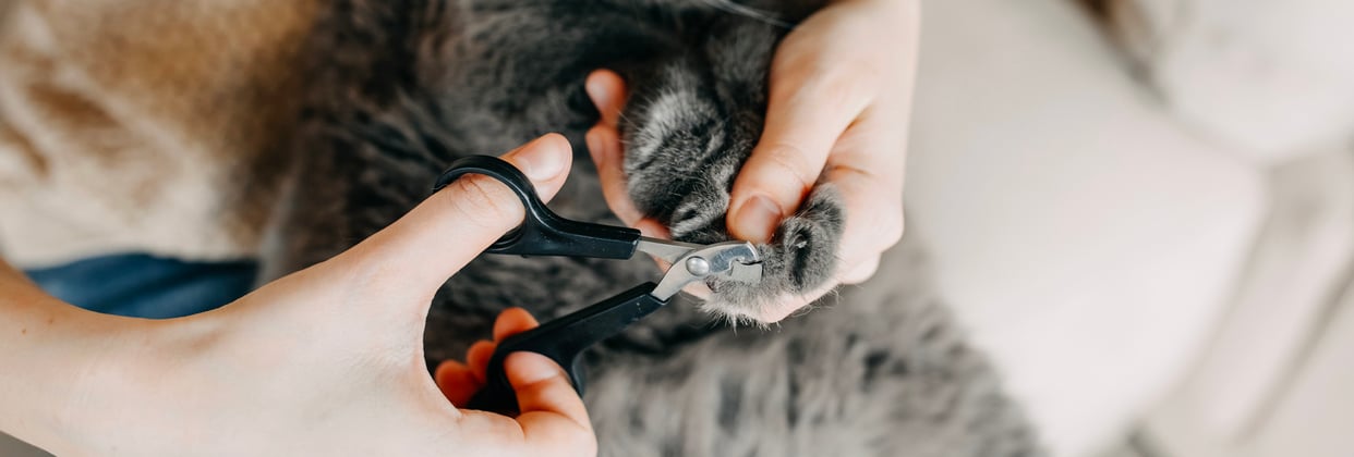 A british shorthair having its claws clipped.