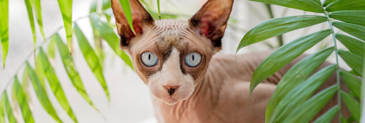 A sphynx cat hiding behind a house plant.