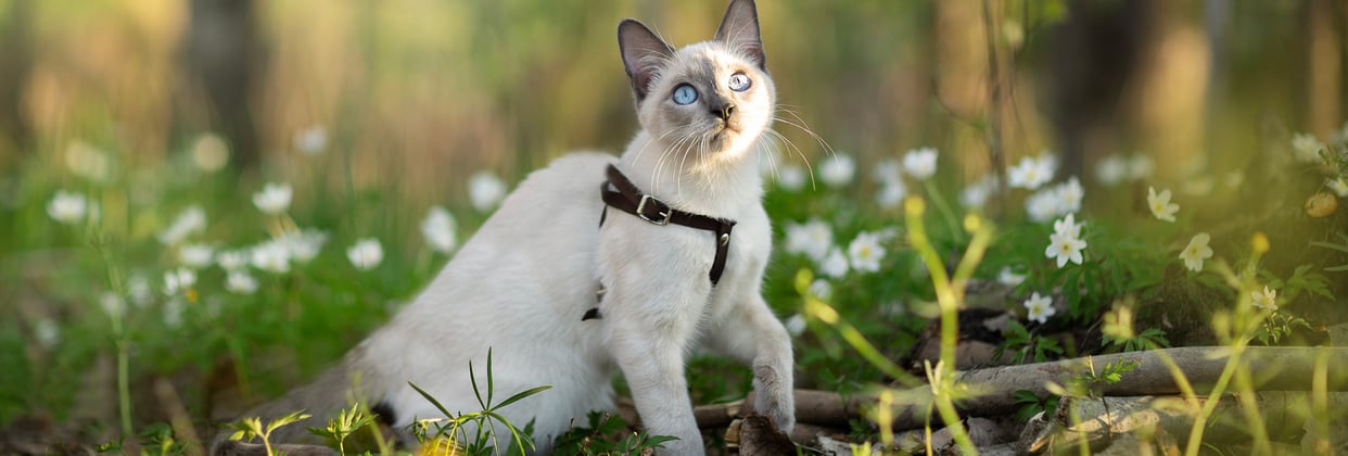 A grey coloured Siamese cat sitting outdoors in a forest.