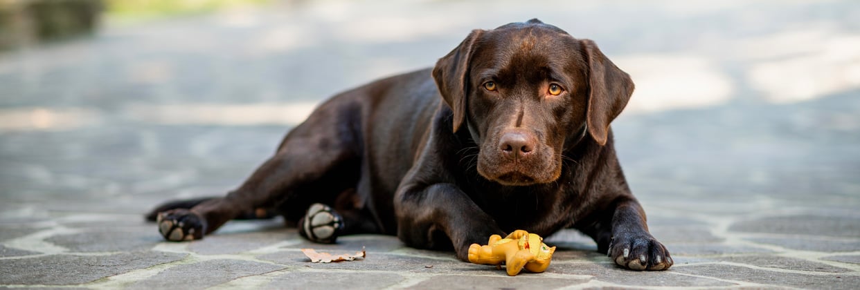 A brown labrador playing with a small orange toy.