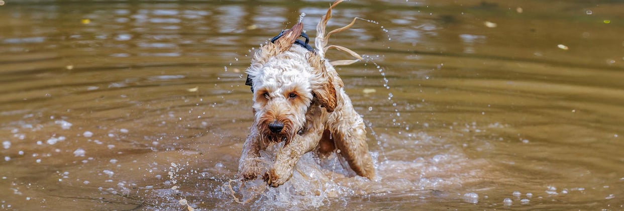 A cockapoo running through water