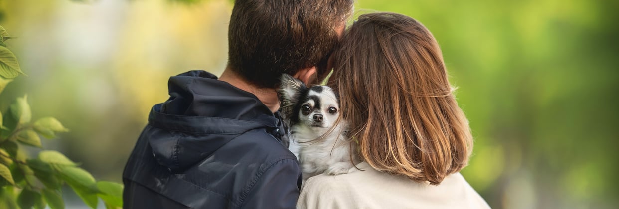 A couple standing with a Chihuahua between them.
