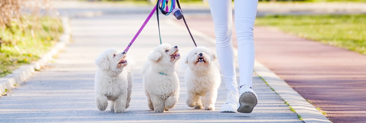 Three bichons being walked together.