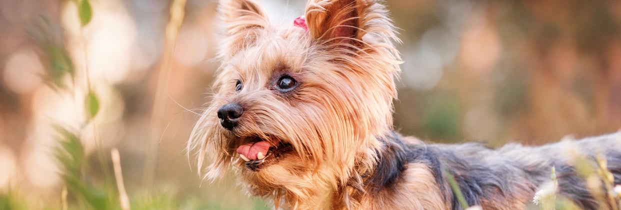 A close up image of a Yorkie.