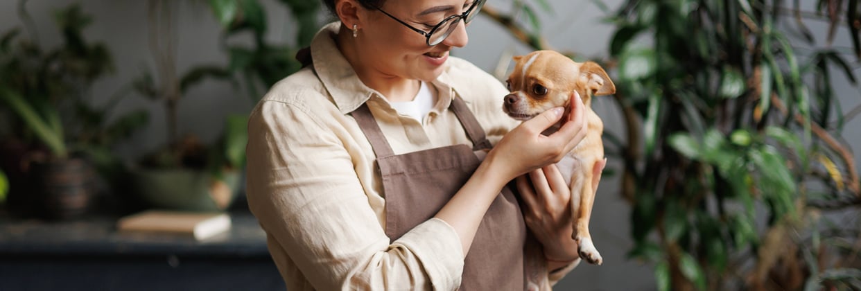 A woman in an apron holding a worried looking Chihuahua.