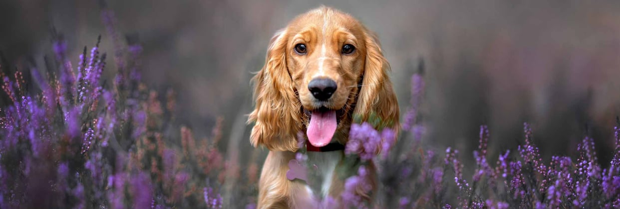 A Cocker Spaniel looking out over the top of some purple lavender plants.