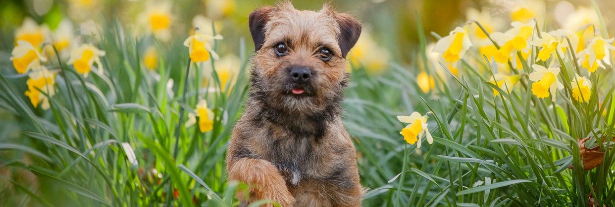 A border terrier between bright yellow flowers.
