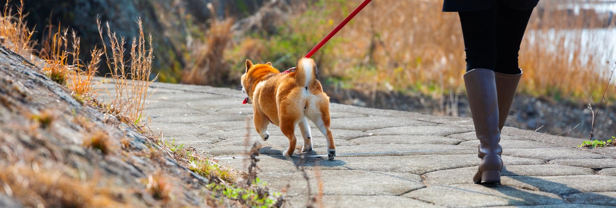 Shiba Inu being walked by owner on a red lead by a lake