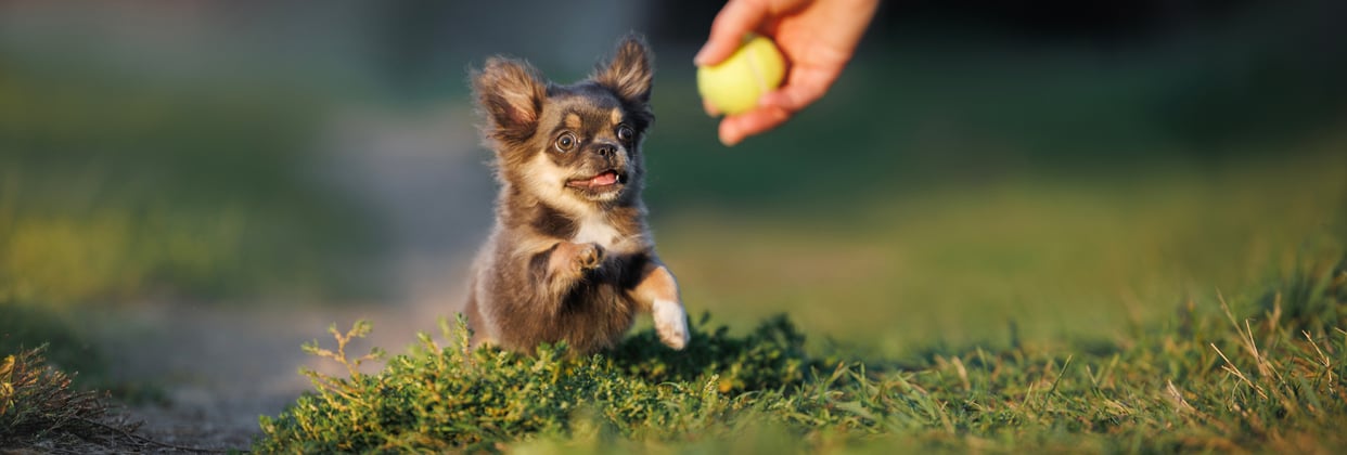 A Chihuahua playing with a small tennis ball.