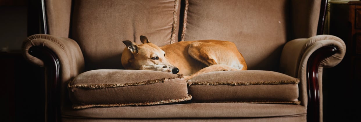A Lurcher sleeping on a soul.