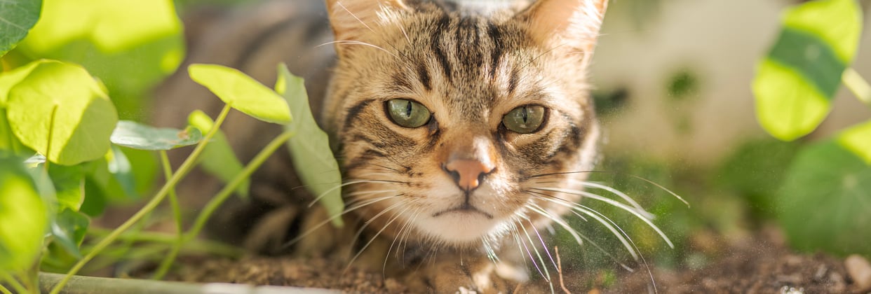 A tabby cat looking out from a flower bed surrounded by leaves.