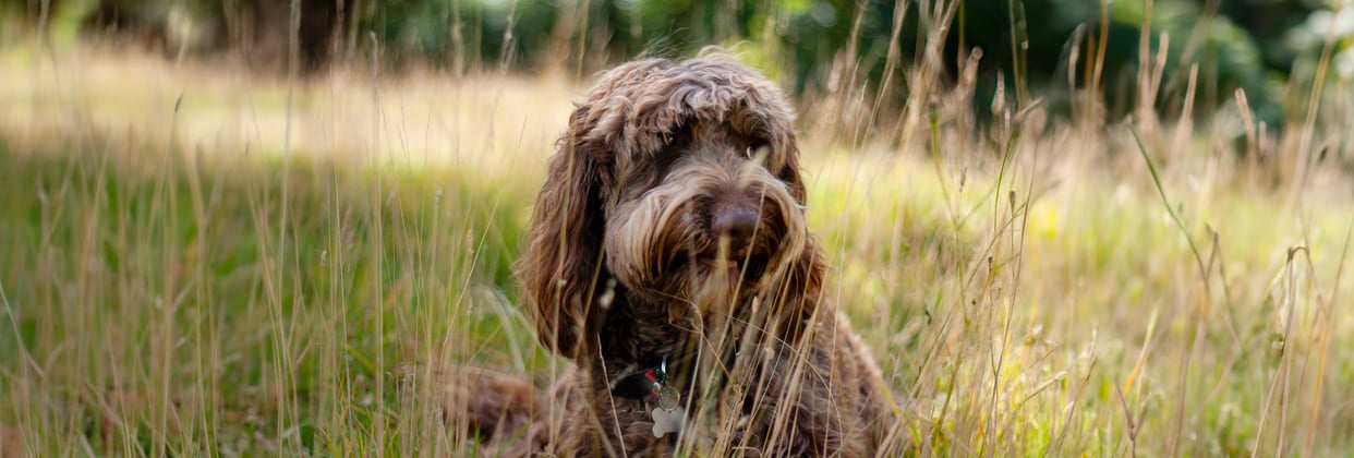 brown labradoodle sitting in long grass
