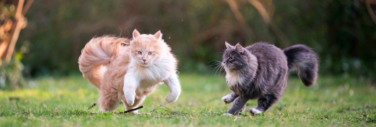 Two cats flying through the air.