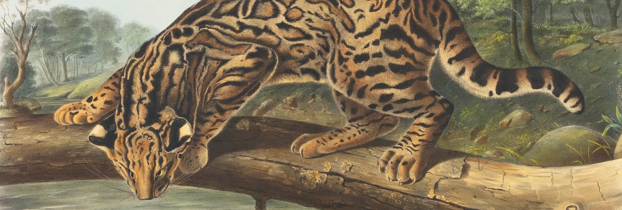 A historic painting of a big cat.