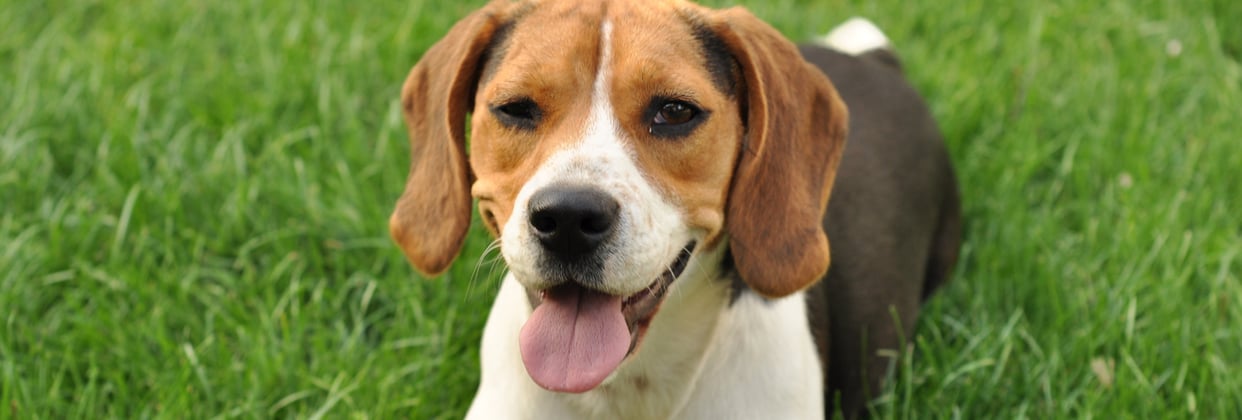 A beagle winking at the camera.
