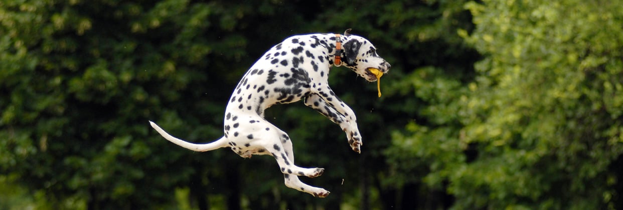 Dalmatian jumping in the air to catch a yellow ball