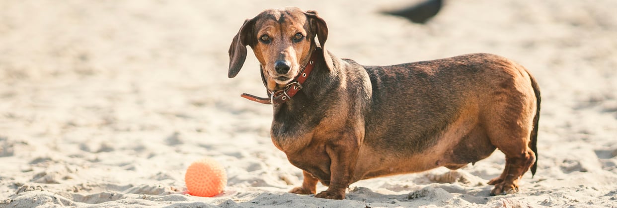 Overweight Dachshund standing on a beach in front of an orange ball