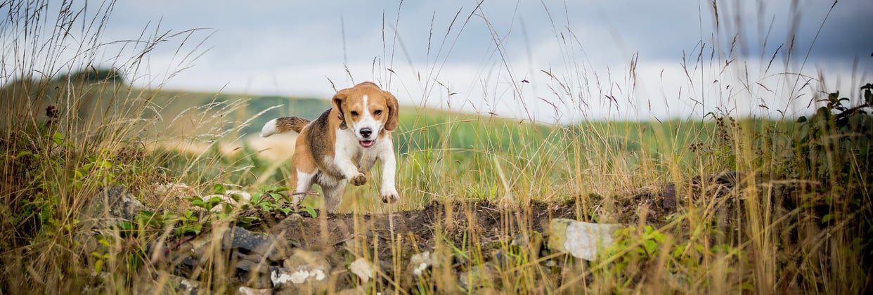 Beagle jumping over a wall in a field
