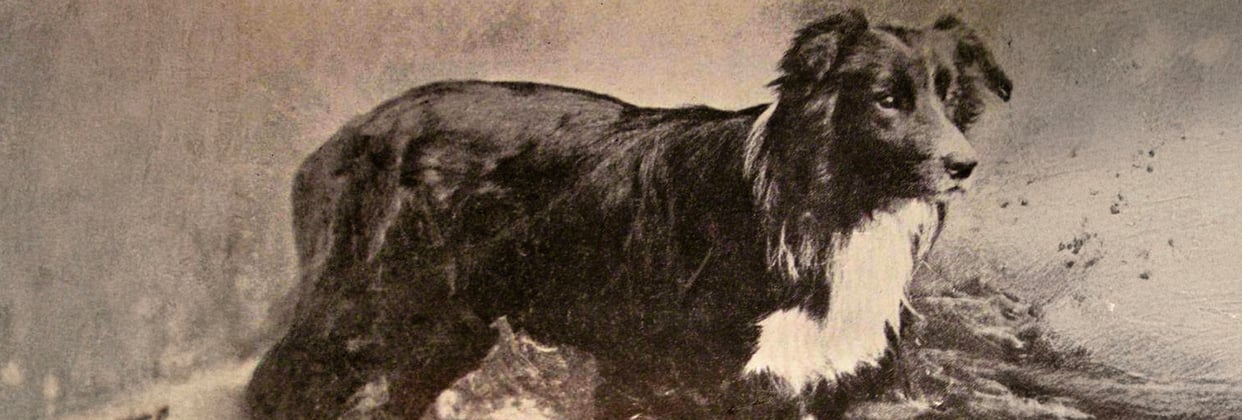 An old image of a border collie in black and white.