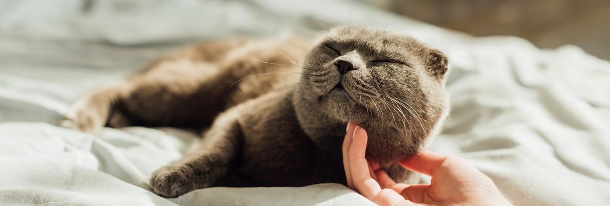 A scottish fold being tickled under his chin.