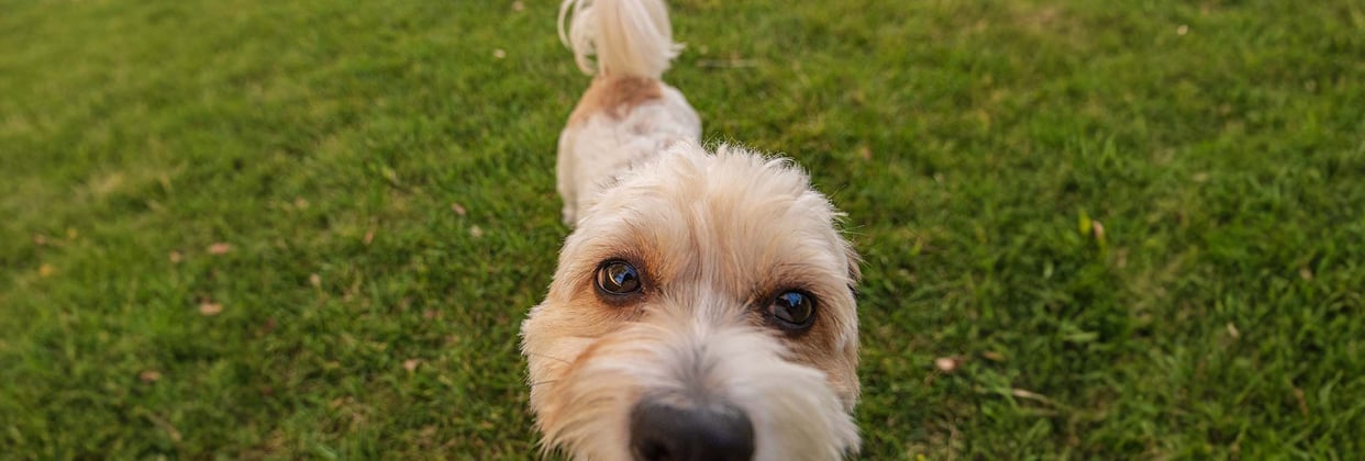 Close up of a Cavachon face pressed up against the camera lens