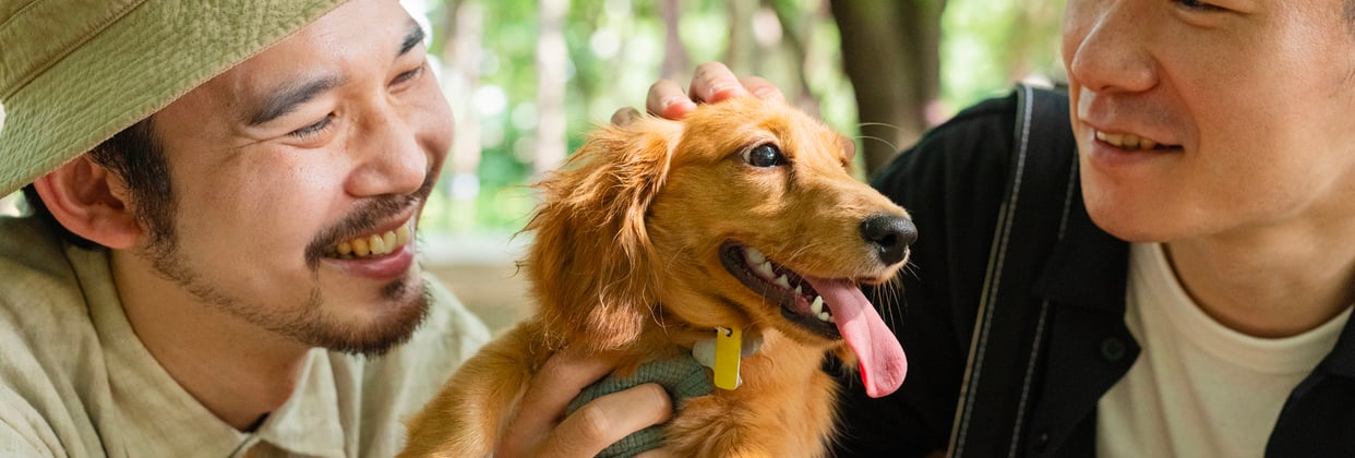 Two men stroking a dachshund.