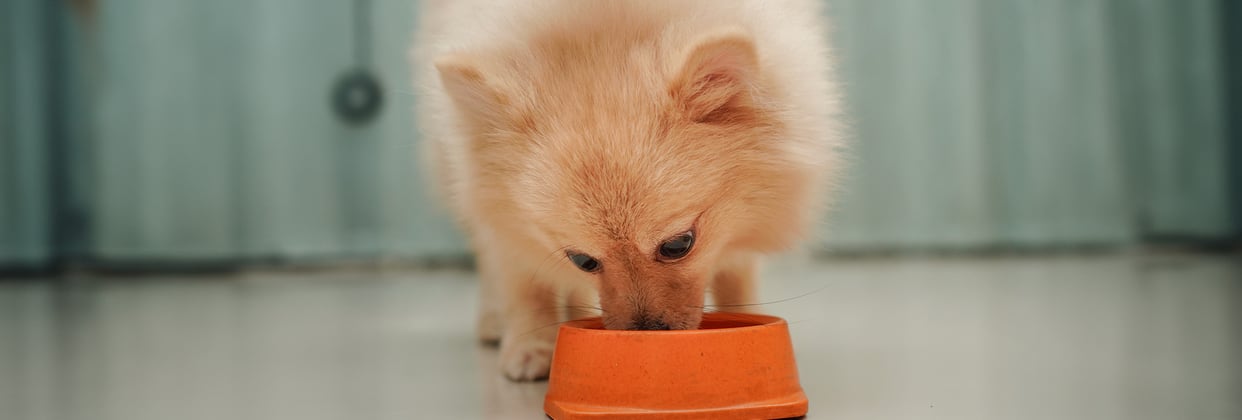 A pomeranian eating from a small orange bowl
