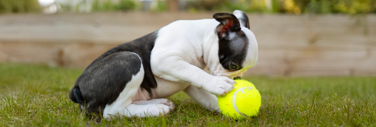A puppy boston terrier playing with a tennis ball.