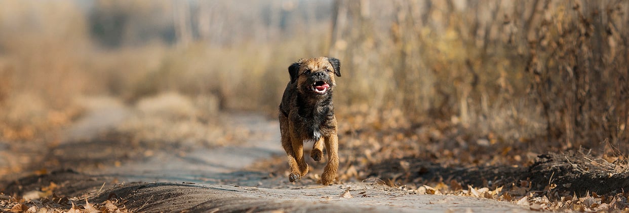 A border terrier running along a path surrounded by autumn leaves.