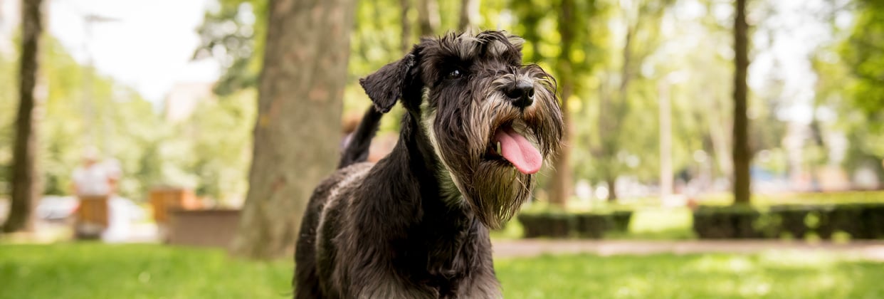 A black miniature schnauzer with it's tongue hanging out.