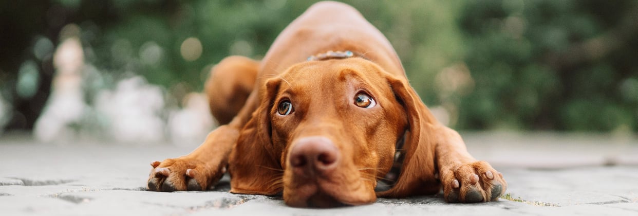 A hungarian vizsla with its face on the ground looking up.