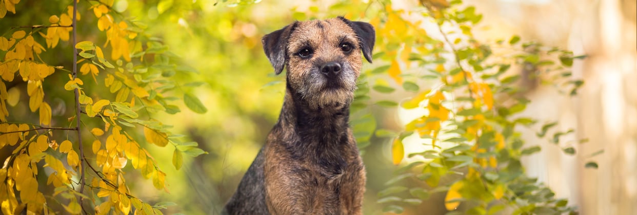 A border terrier sitting between branches of a tree,