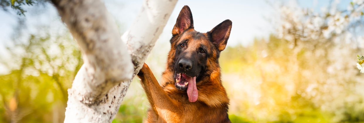 A german shepherd leaning against a tree with its tongue hanging out