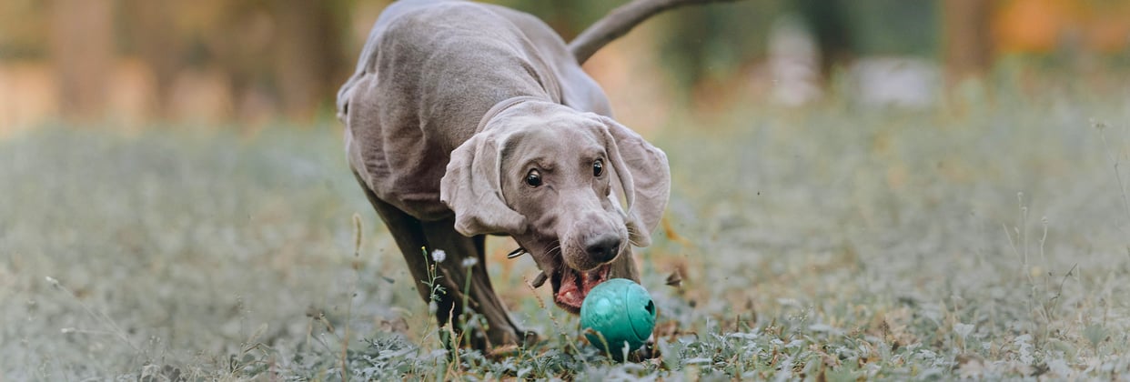 A weimaraner chasing a blue ball across the ground.