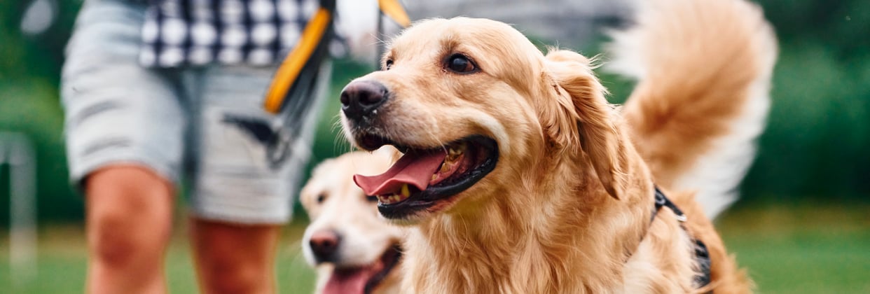 Two golden retrievers walking in front of their owner 
