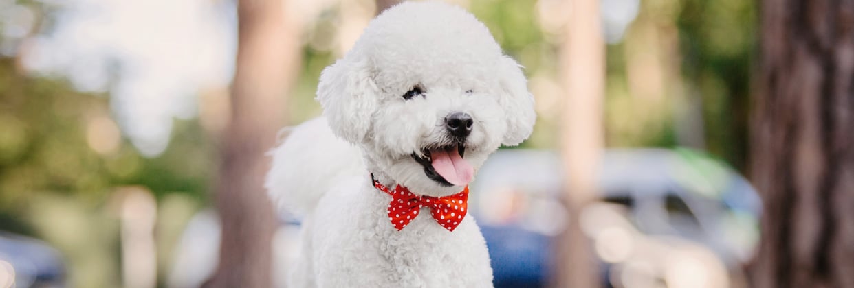 A bichon frise wearing a polka dot bow tie.