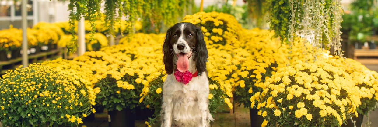 A Sprocker Spaniel surrounded by blossoming yellow flowers