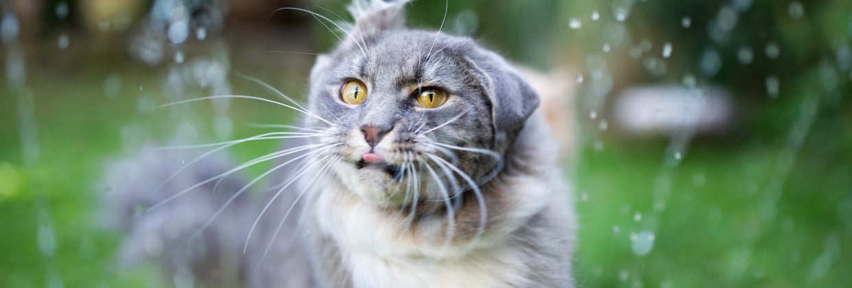 A Maine Coon getting sprayed by a sprinkler.