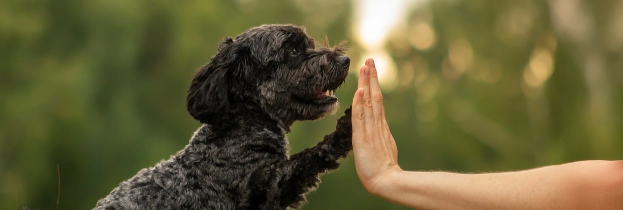 A black Cockapoo high fiving his owner.